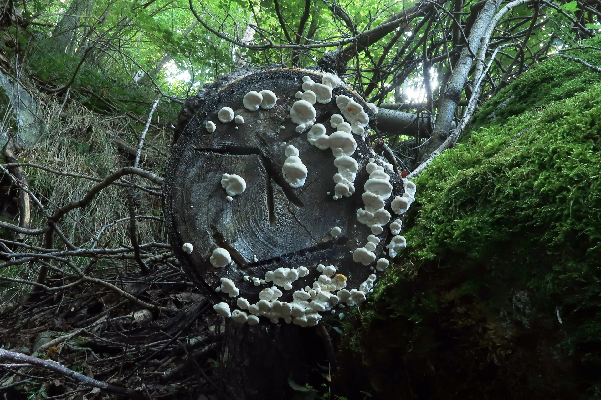 Trametes ochracea - 1 - IMG_8868